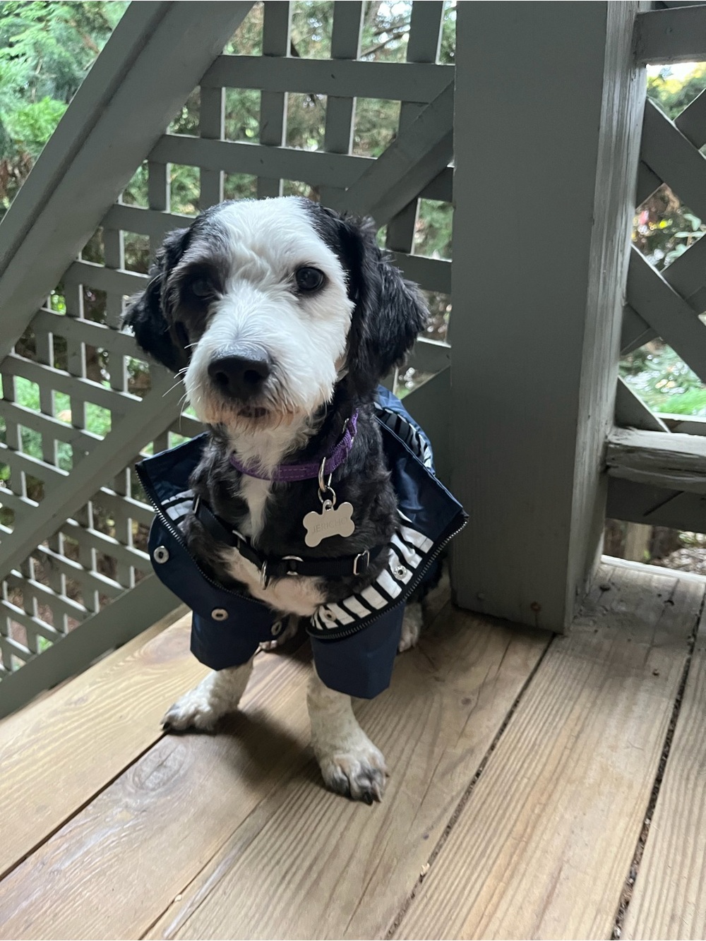 Dog Rain Jacket with Reflective Trim